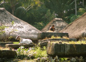 Photos Des Habitants Et Paysages De Sumba © André Graff Deleaupoursumba.org 10